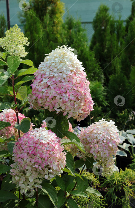 Скачать цветущий куст бело-розовой гортензии на фоне хвойных растений фотосток Ozero