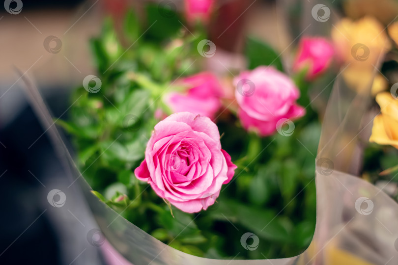 Скачать Крупный план розовой чайно-гибридной розы в горшке у окна фотосток Ozero