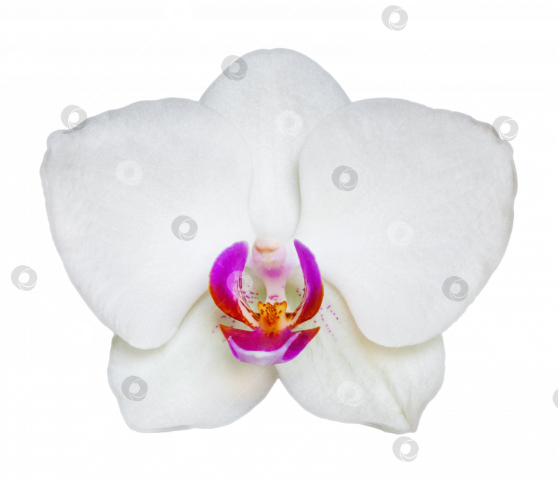 Скачать Белый цветок орхидеи, выделенный на черном фоне фотосток Ozero