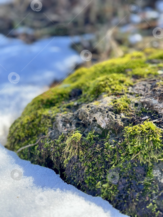 Скачать Таяние снега в лесу. фотосток Ozero