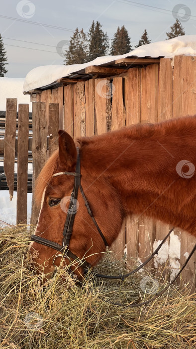 Скачать Рыжая лошадь ест сено фотосток Ozero