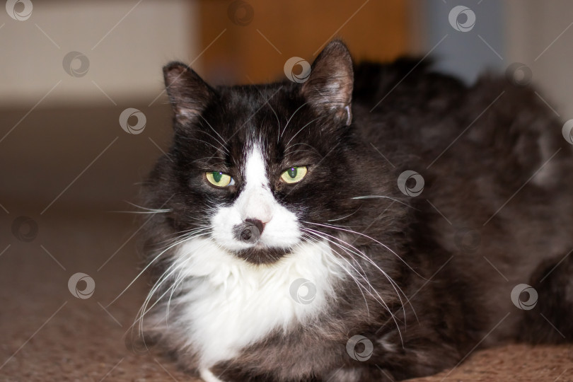 Скачать Домашняя короткошерстная кошка с зелеными глазами пристально смотрит в камеру фотосток Ozero