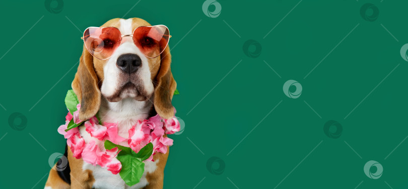 Скачать Собака породы бигль в солнцезащитных очках на зеленом изолированном фоне. фотосток Ozero