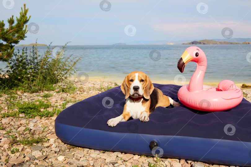 Скачать Собака породы бигль лежит на надувном матрасе на пляже у моря фотосток Ozero