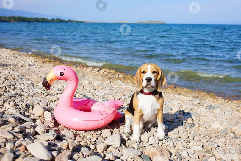 Скачать Собака породы бигль сидит на галечном пляже. фотосток Ozero