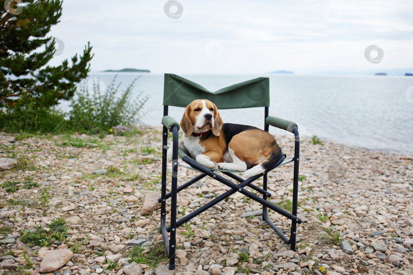 Скачать Собака лежит на складном походном стуле на галечном пляже. фотосток Ozero