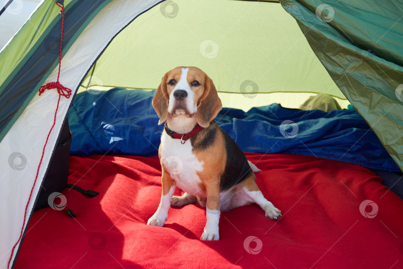 Скачать Собака породы бигль сидит в палатке. Путешествуете с домашним животным фотосток Ozero