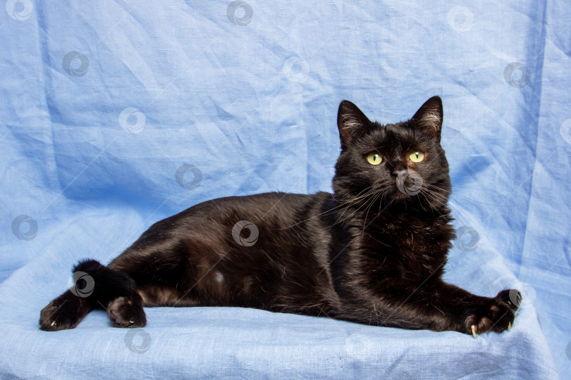 Скачать Симпатичный черный кот на синем фоне, портрет крупным планом фотосток Ozero