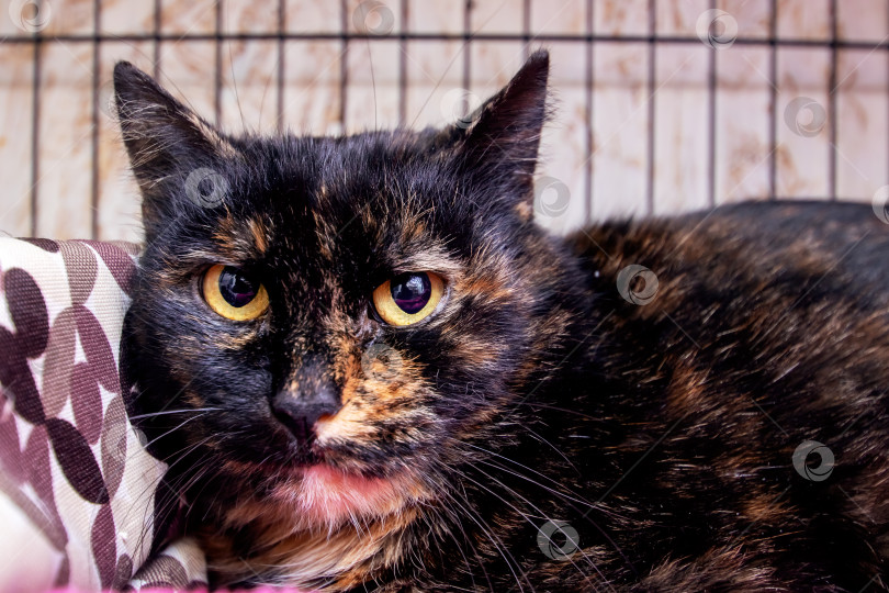 Скачать Черный кот с усами в клетке на розовом одеяле фотосток Ozero