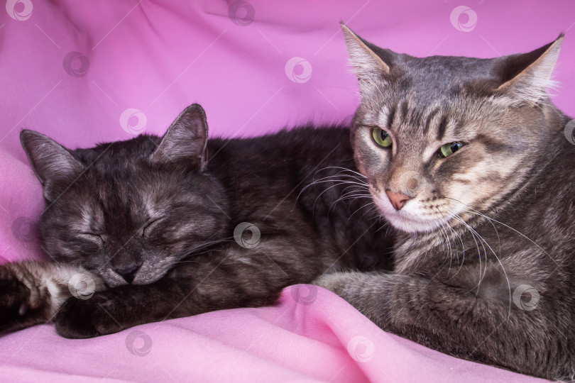 Скачать Две серые кошки на розовой кровати фотосток Ozero