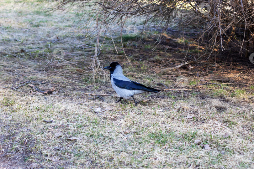 Скачать Морская птица с черно-белым оперением стоит на траве фотосток Ozero
