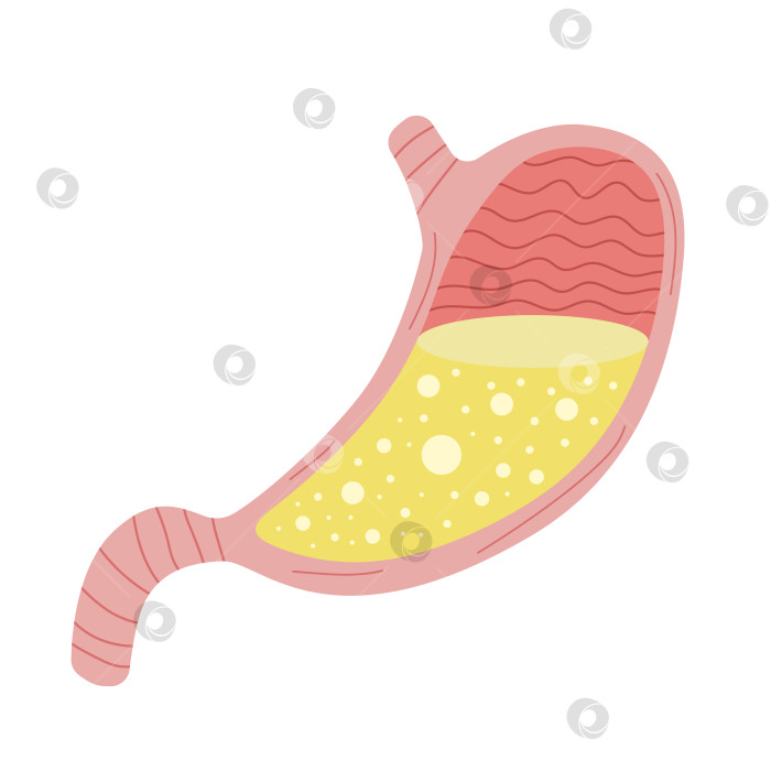 Скачать Симпатичный плоский мультяшный желудок человека с соляной кислотой, выделенной на белом фоне. Анатомический внутренний орган пищеварительной системы. Элемент дизайна для концепции гастроэнтерологии. Векторная иллюстрация. фотосток Ozero