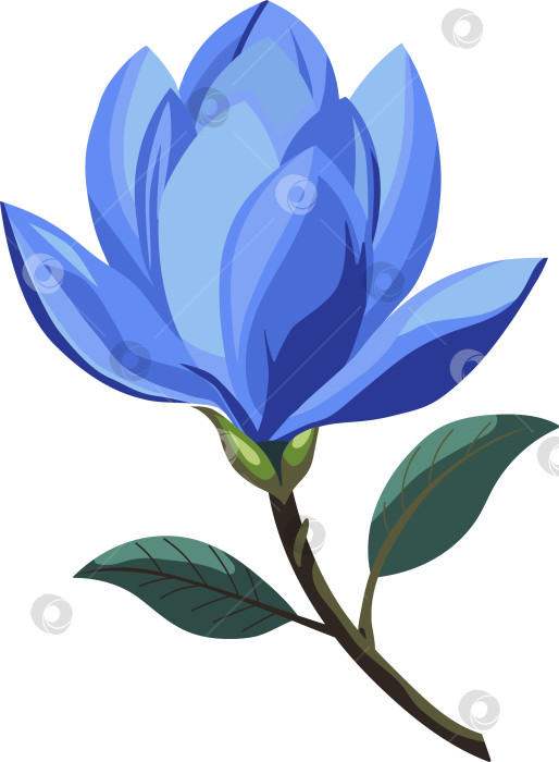 Скачать Одинокий цветок голубой цветущей магнолии на белом фоне фотосток Ozero
