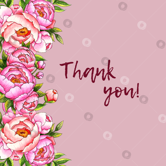 Скачать Открытка с пионами слева на розовом фоне и текстом "Спасибо", выполненным акварелью фотосток Ozero