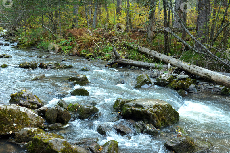 Скачать Бурный стремительный поток по руслу реки, стекающий с гор через осенний хвойный лес пасмурным осенним утром. фотосток Ozero