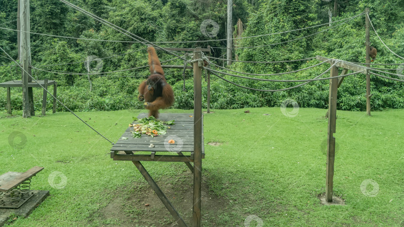 Скачать Ухаживаю за животными. Кормление в центре реабилитации орангутангов "Сепилок". фотосток Ozero
