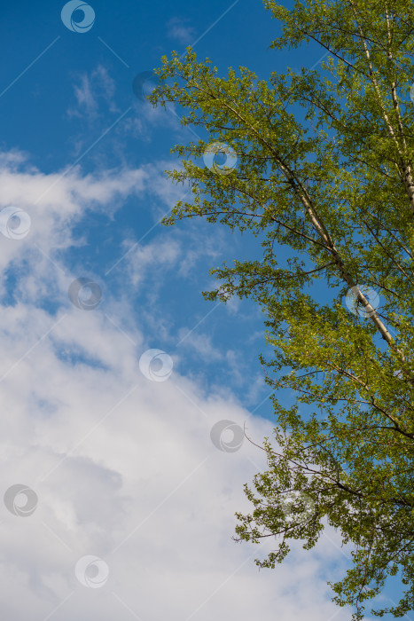Скачать Свежие зеленые ветви деревьев на фоне яркого неба с облаками фотосток Ozero