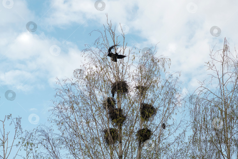 Скачать Голое дерево с множеством птичьих гнезд фотосток Ozero