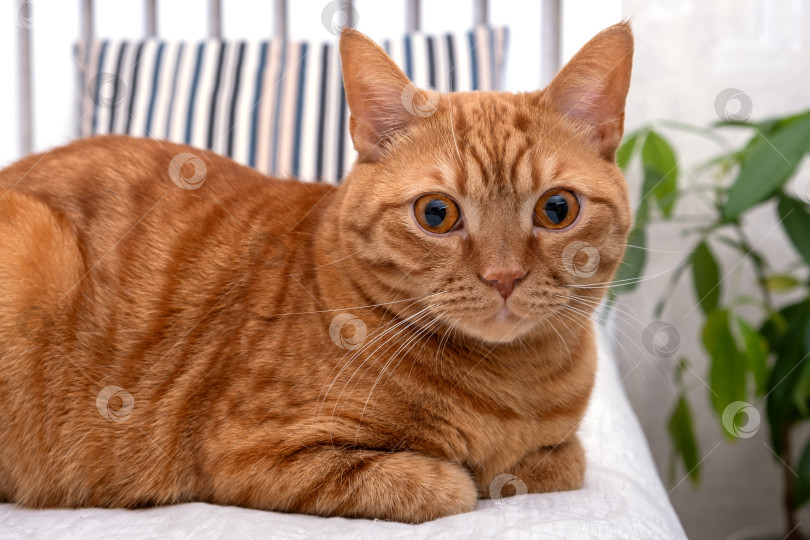 Скачать Взрослый рыжий кот лежит на диване в гостиной. Концепция домашних животных. Выборочный подход. фотосток Ozero