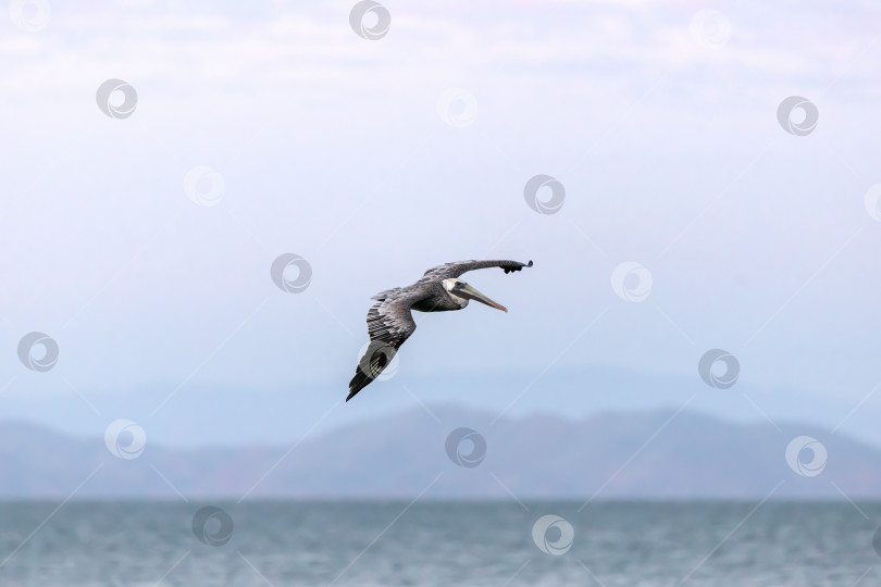 Скачать Парящий над морем пеликан фотосток Ozero