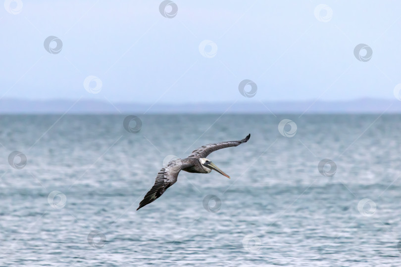 Скачать Парящий над морем пеликан (2) фотосток Ozero