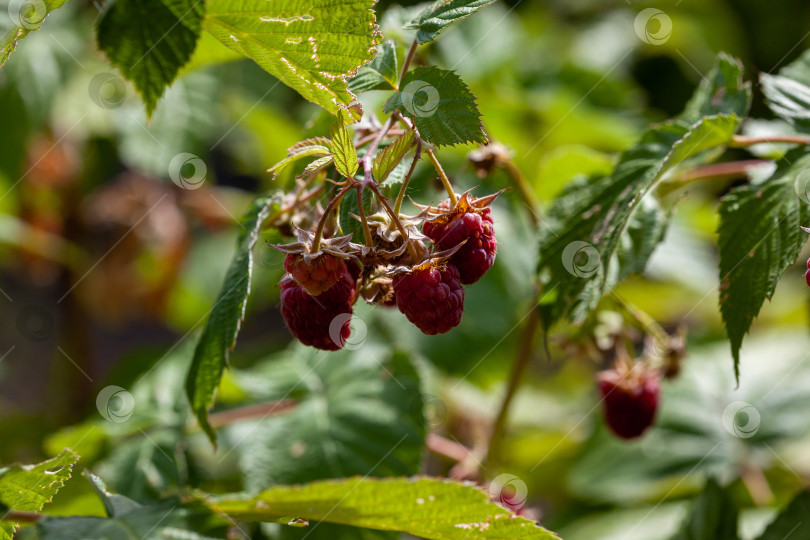 Скачать Малина. Выращивание органических ягод крупным планом осенью фотосток Ozero