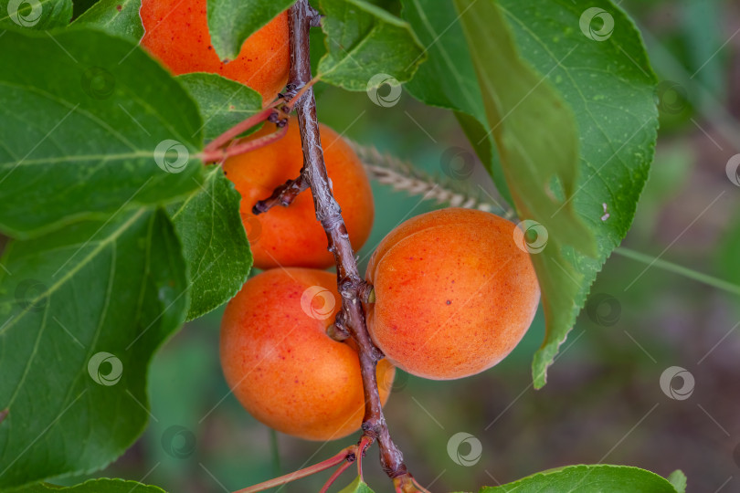 Скачать Спелые абрикосы и листья на ветке фотосток Ozero
