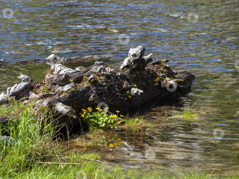 Скачать Поливайте цветы на коряге на берегу чистой горной реки. фотосток Ozero
