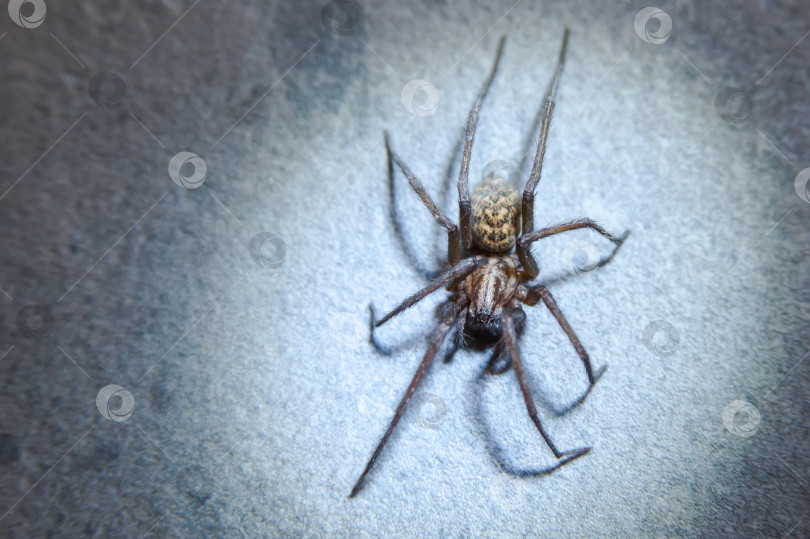 Скачать Домашний паук Tegenaria domestica - это вид пауков из семейства паутинных воронкообразных (Agelenidae), близкий родственник американского домашнего паука Tegenaria agrestis. фотосток Ozero