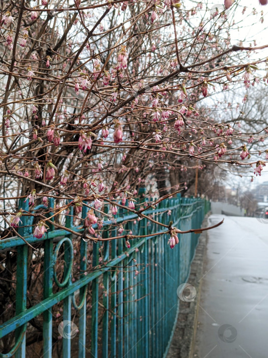 Скачать Цветущее дерево за городской оградой фотосток Ozero