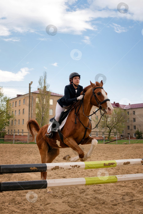 Скачать Всадник перепрыгивает на лошади через препятствие, конный спорт. фотосток Ozero