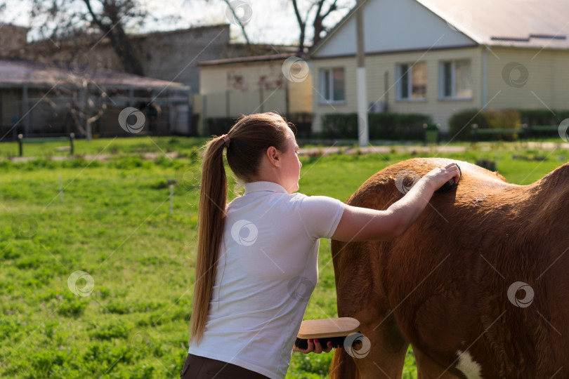 Скачать Женщина чистит спину лошади фотосток Ozero
