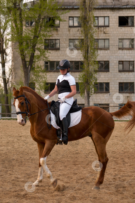 Скачать Сосредоточенный всадник на выездке на гнедой лошади в городских условиях фотосток Ozero