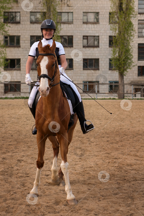 Скачать Фронтальный вид всадника для выездки на гнедой лошади на городской арене фотосток Ozero