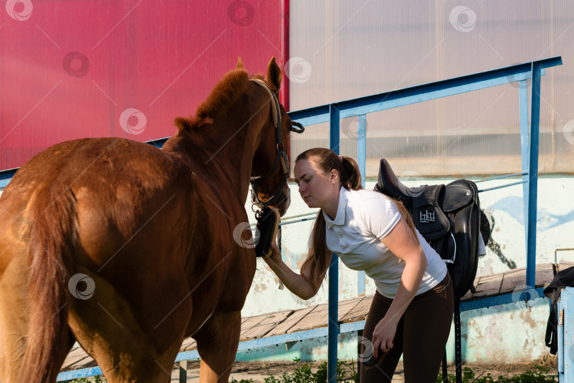 Скачать Женщина чистит лошадь щеткой фотосток Ozero