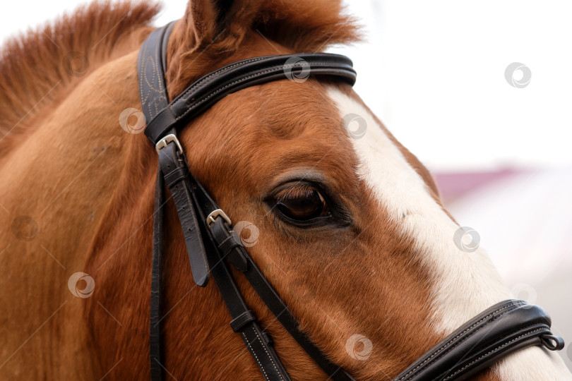 Скачать Крупный план головы взнузданной лошади, вид сбоку. фотосток Ozero