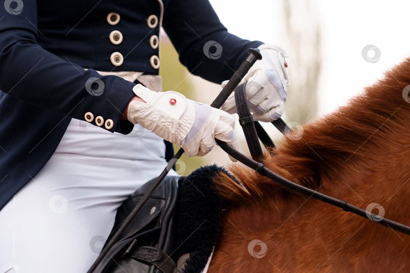 Скачать Всадник в официальном наряде верхом на гнедой лошади. фотосток Ozero