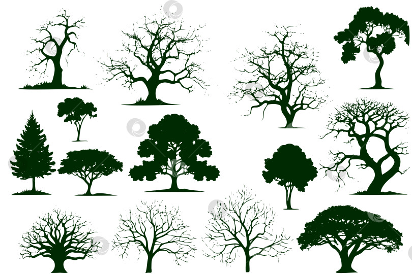 Скачать Коллекция деревьев на разных стадиях роста, от молодых саженцев до старых фотосток Ozero