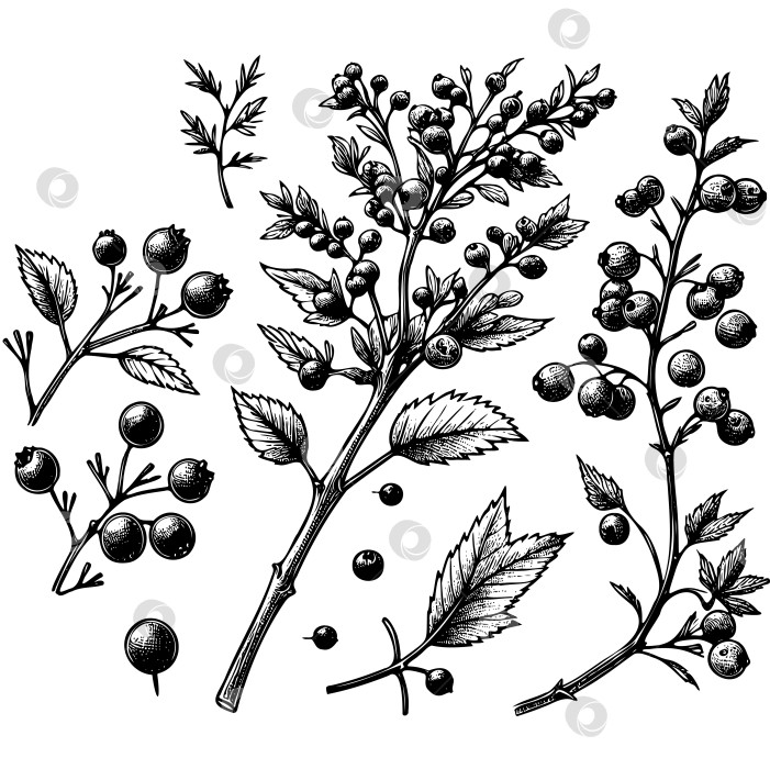 Скачать Разнообразные черно-белые рисунки с изображением различных видов ягод и листьев фотосток Ozero
