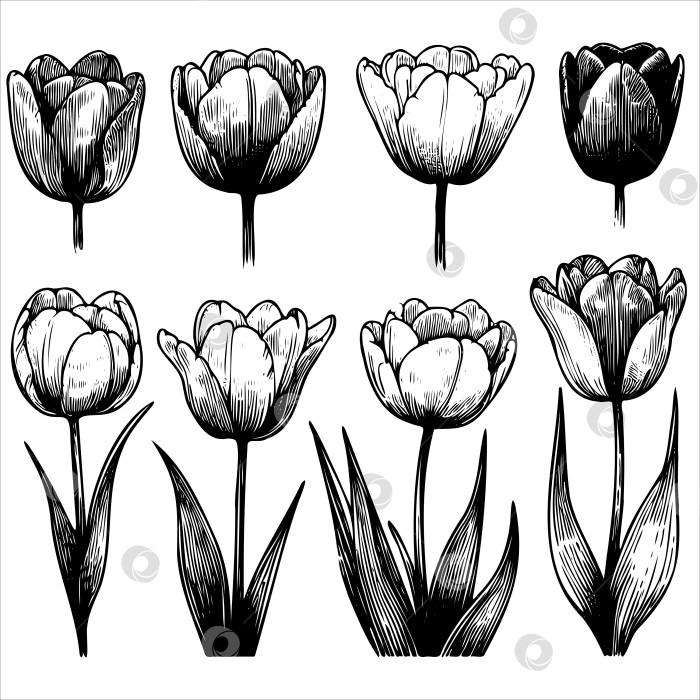 Скачать Серия черно-белых рисунков тюльпанов фотосток Ozero