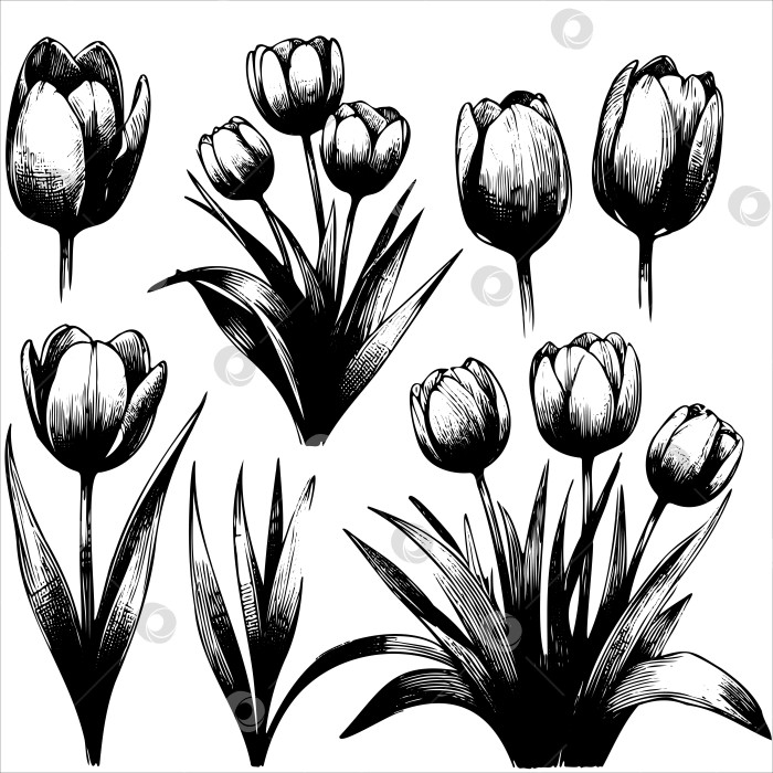 Скачать Набор черно-белых цветов на стеблях фотосток Ozero