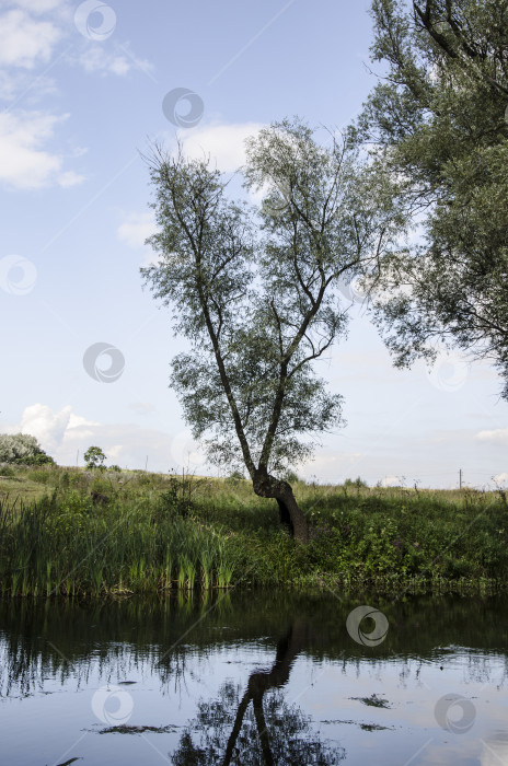 Скачать Ивы на берегу небольшой речки летом фотосток Ozero