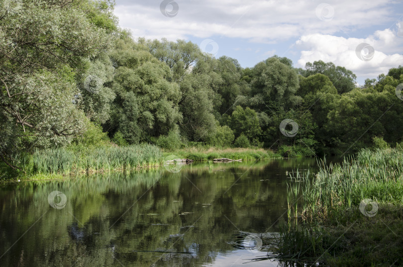 Скачать Речной пейзаж с деревьями и облаками, отражающимися в воде, серия "Природа" фотосток Ozero