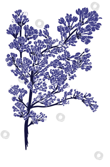 Скачать Векторная иллюстрация фиолетового цветка сирени, ботанический эскиз для открыток, плакатов, блокнотов. фотосток Ozero