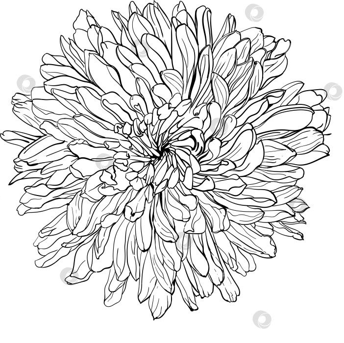 Скачать иллюстрация хризантемы в графическом виде, векторная графическая иллюстрация на белом фоне. Цветиксемицветик фотосток Ozero