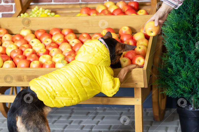 Скачать Собака в желтой куртке нюхает натуральные яблоки, которые входят в ее рацион плотоядных животных фотосток Ozero