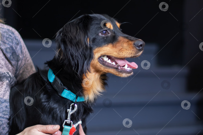 Скачать Человек держит на руках черно-коричневую псовую собаку в синем ошейнике фотосток Ozero