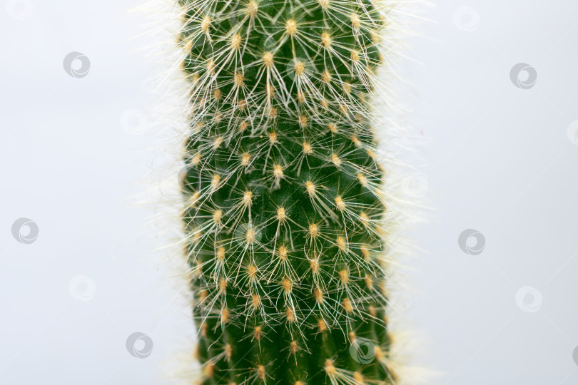 Скачать крупный план кактуса на белом фоне фотосток Ozero