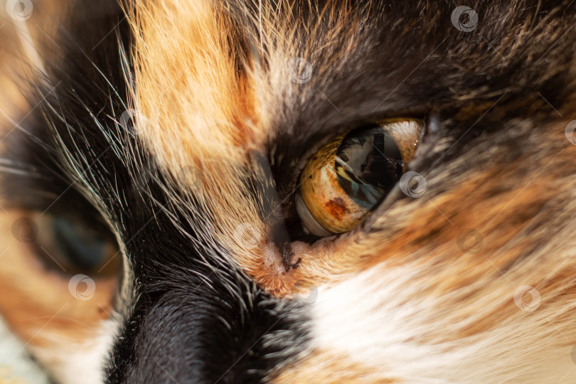 Скачать Крупный план усов, шерсти и глаз ситцевой кошки в дикой природе фотосток Ozero