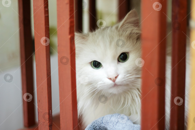Скачать Белая кошка с зеленой радужкой находится за красным забором фотосток Ozero